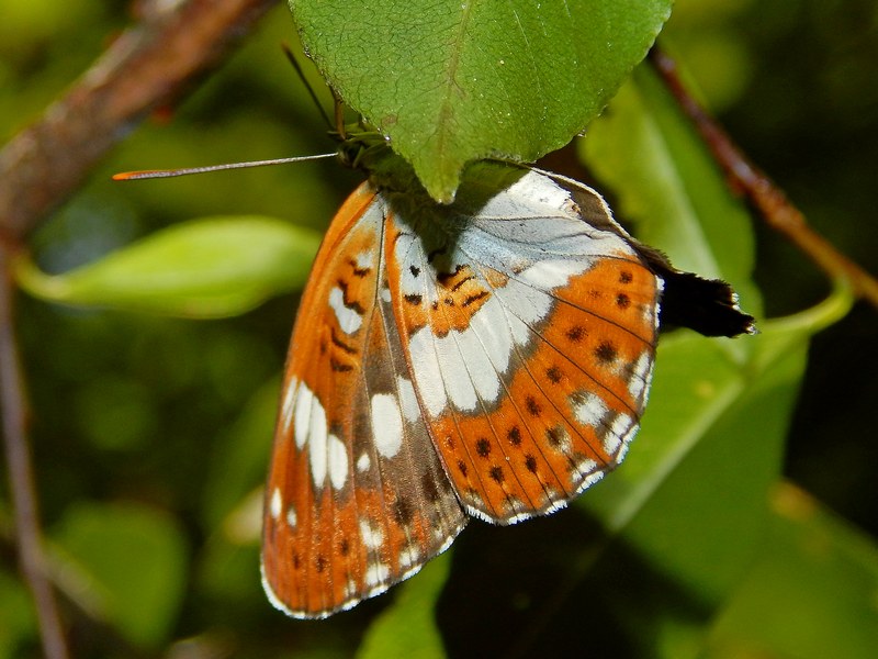 Limenitis camilla